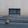 Praha - Flood 3.6.2013