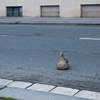 Praha - Flood 3.6.2013